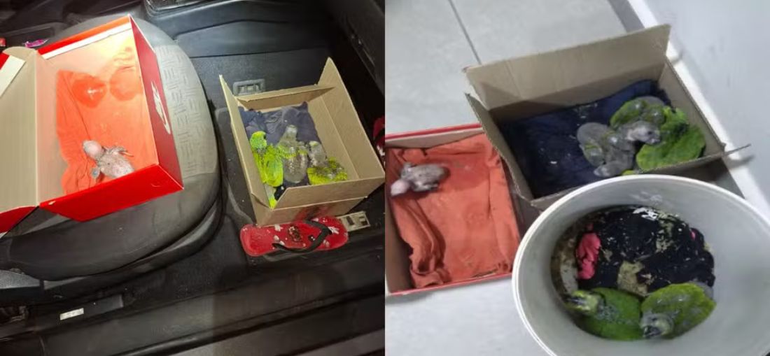 Homem é autuado por comercializar filhotes de papagaio-verdadeiro em Catanduva (SP) — Foto: Divulgação / Polícia Ambiental 