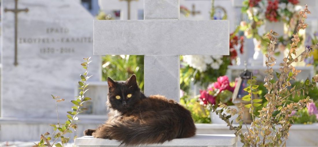 Reprodução/ Shutterstock