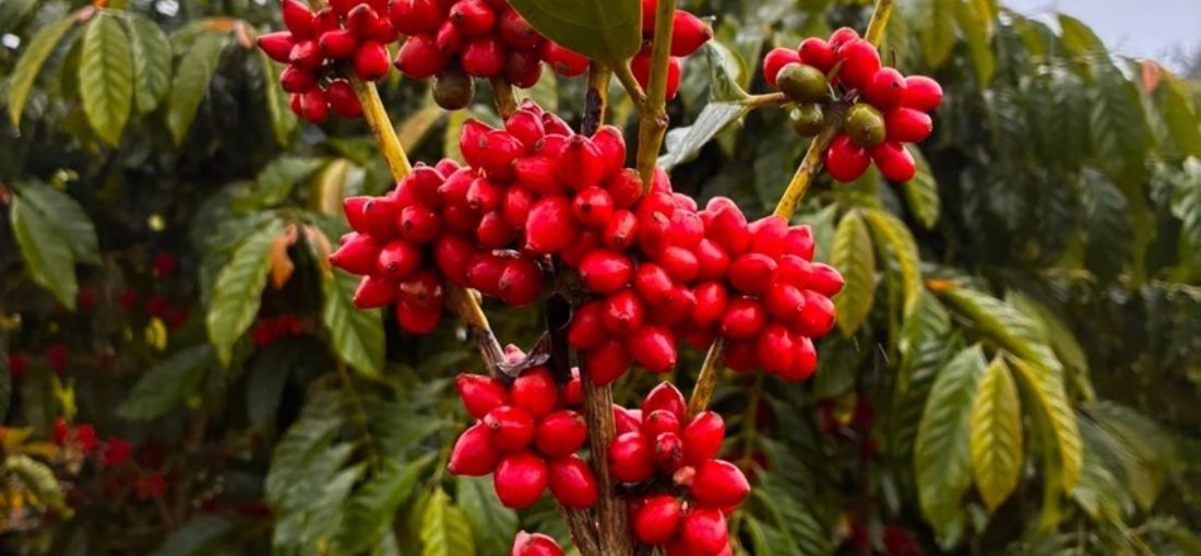 Café Canephora avança no campo e amplia oportunidades para produtores paulista (Crédito: Divulgação)