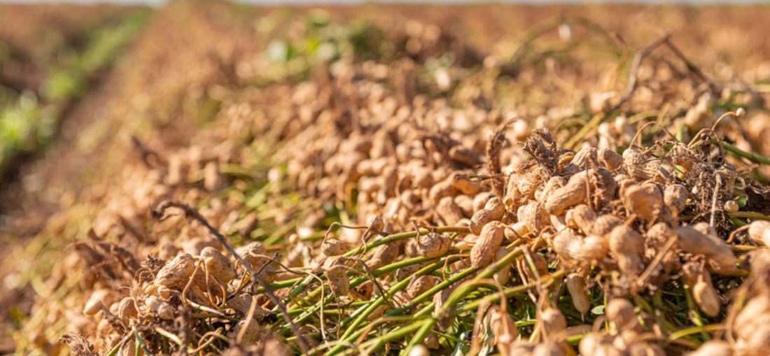 Tour del Maní Colombo percorre polos produtivos de amendoim do interior paulista (Crédito - Divulgação)