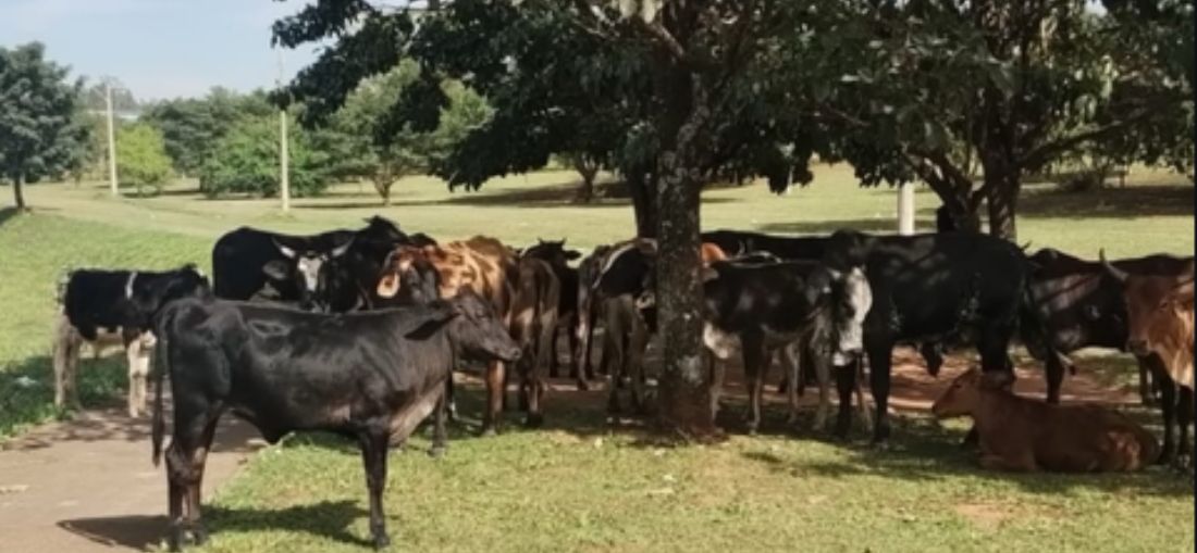 Foto: Divulgação Prefeitura de Catanduva