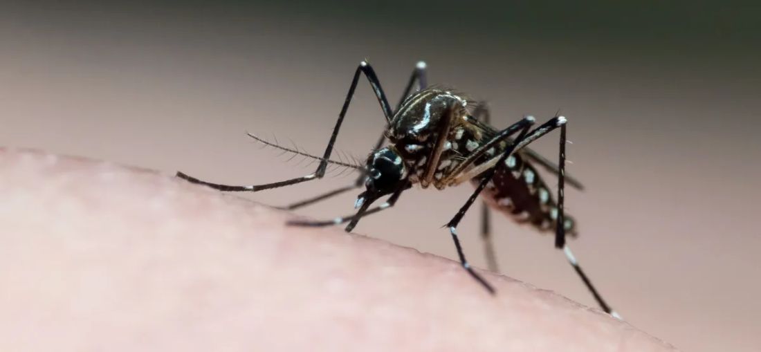Catanduva registra queda superior a 90% nos casos de dengue e indica fim do período de maior incidência da doença