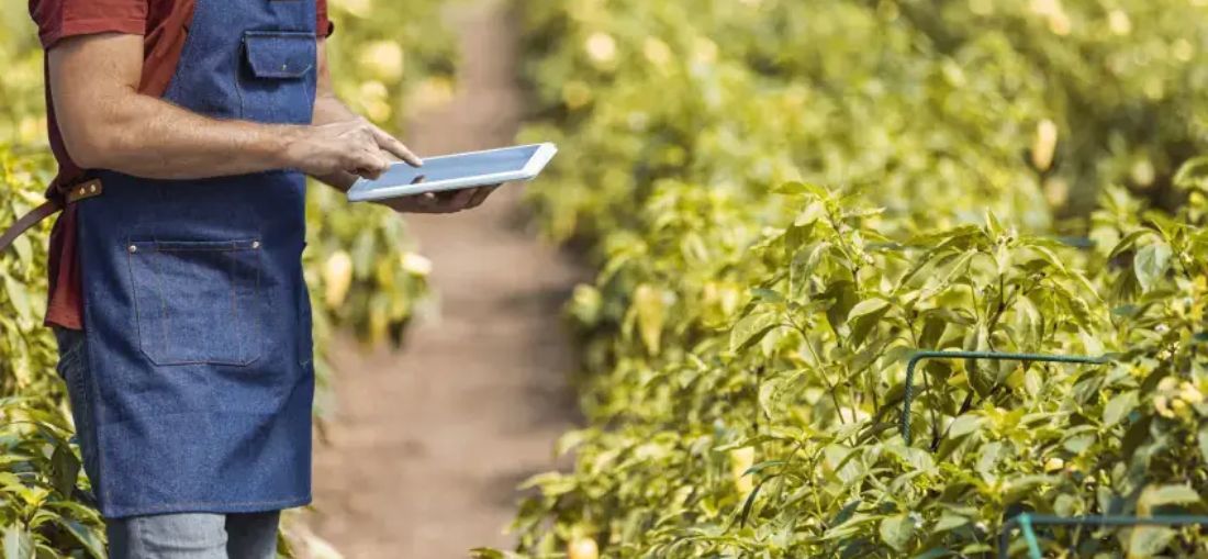 Programa de inovação do Sebrae-SP abre 2,4 mil vagas para produtores rurais no Estado de São Paulo
