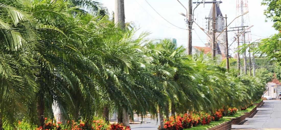 avenida-tabapua